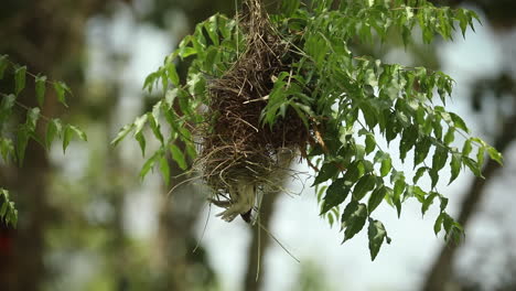 Red-headed-weaver-building-nest-in-Africa,-medium-shot