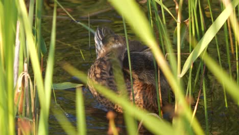 Beautiful-close-up-of-young-mallard-duck-in-the-water-preening-itself
