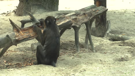 Bizarre-baboon-playing-with-a-tree-branch-at-Oliwa-zoo
