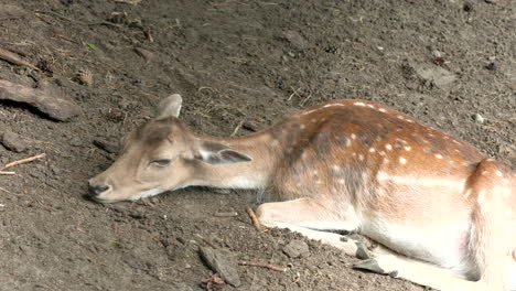 Sad-Lonely-Deer-Sitting-On-The-Ground-At-Zoo