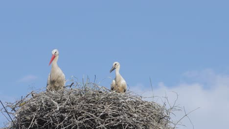 Storks-in-a-nest-with-copyspace