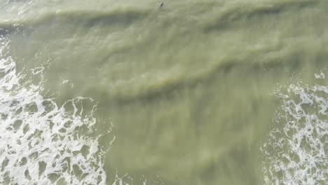 A-lone-woman-bobbing-in-vast-murky-seawater,-white-foamy-waves-flow-just-off-shore,-Aerial-top-down
