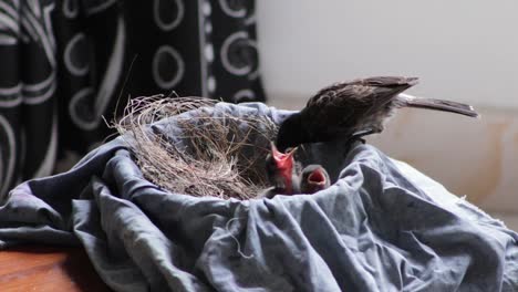 Rot-Belüfteter-Bulbul-Muttervogel,-Der-Das-Nest-Füttert-Und-Säubert