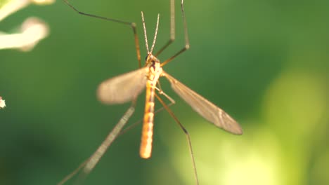 Macro-De-Insectos-Voladores-De-Grúa-Alada-Sobre-Fondo-Verde-Bokeh,-Profundidad-De-Campo-Reducida