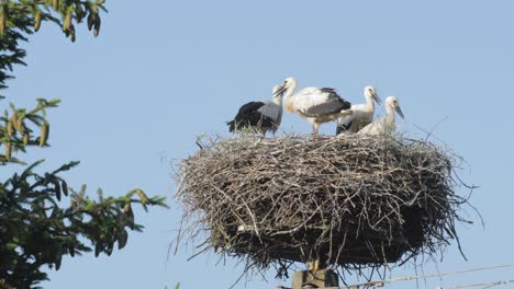 A-mother-stork-with-juvenile-storks-in-a-nest