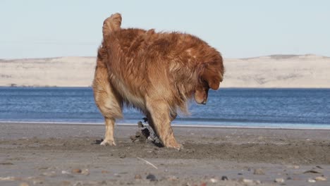 Hund-Am-Strand-Spielt-Mit-Felsen-Und-Gräbt-An-Einem-Sonnigen-Tag-Im-Sand,-Blaues-Meer-Und-Klippen-Im-Hintergrund,-Zeitlupe