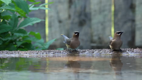 Bohemian-Waxwings-Drinking-Water-On-The-Birdbath-In-Garden
