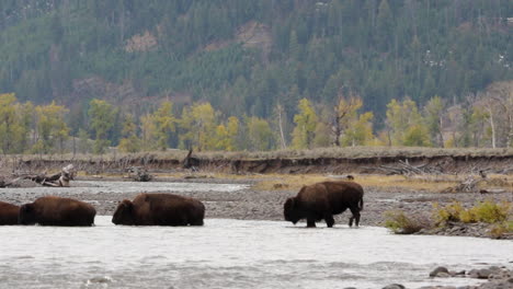 Sensational-scenic-view-of-bison,-young-and-old,-crossing-river-in-Yellowstone-national-park,-Idaho,-static-profile