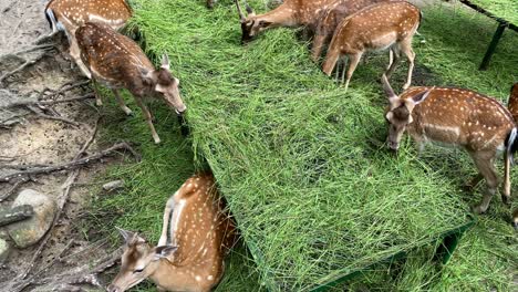 Close-up-shot-of-cute-deers-eating-fresh-grass-outdoor-in-zoo-during-daytime