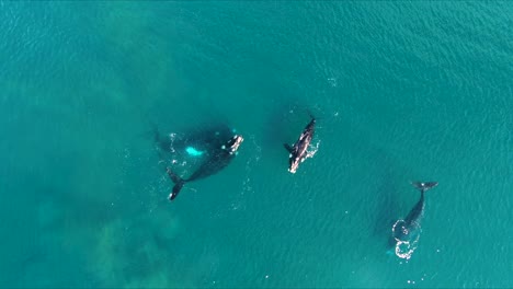 Whales-Mating-Group-Aerial-Shot-Birdeye,-Slowmo