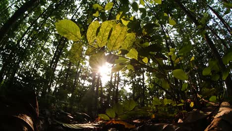 sunlight-penetrates-the-trees-with-green-foreground-leaves