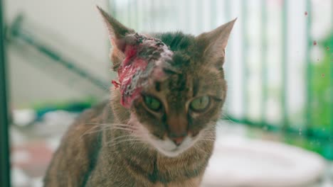 Close-up-view-of-a-head-wounded-cat-in-a-close-up-view