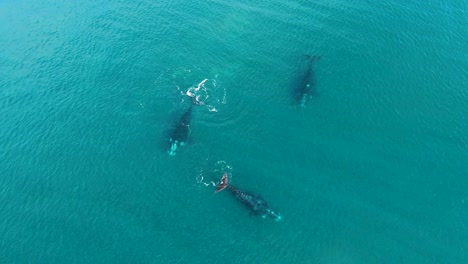 Three-Whales-Swimming-in-Circle,-Aerial-Shot