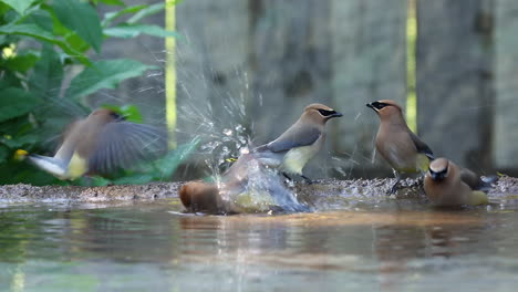 Several-spectacular-colorful-Bohemian-Waxwing-birds-drinking,-splashing-and-bathing-in-fresh-clear-water,-static-close-up