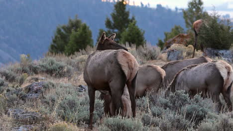 Elchherde-Mit-Einem-Jungen-Kalb,-Das-Von-Seiner-Mutter-Auf-Der-Wiese-Des-Yellowstone-nationalparks-In-Den-Usa-Stillt