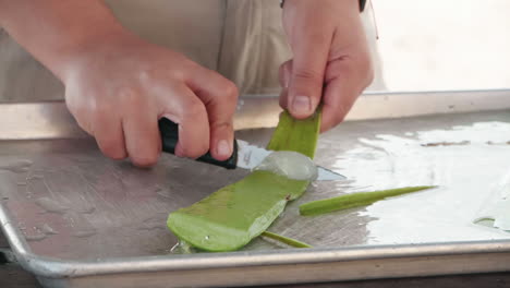 An-aloe-farm-worker-scrapes-the-gel-from-a-cut-aloe-leaf-with-a-paring-knife