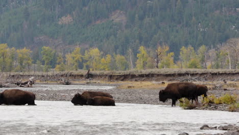 Wild-Buffalo,-Bison,-Crossing-the-river-in-Yellowstone-National-Park