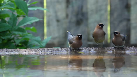 Many-colorful-Bohemian-Waxwing-birds-drinking,-splashing,-standing-and-bathing-in-fresh-clear-water-bird-bath,-static-close-up