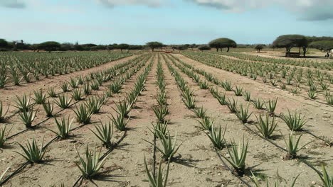 Nach-Oben-Geneigter-Schuss-Von-Reihen-Von-Aloe-Vera-Auf-Einer-Aloefarm-In-Aruba