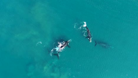 Orbital-Spinnig-Aerial-Shot-of-a-Whales-Pod,-Slow-Motion