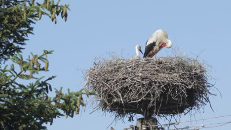 Eine-Putzende-Storchmutter-In-Einem-Nest,-Während-Sie-über-Ihre-Jungen-Wacht