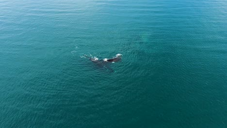 Drone-Approaching-to-a-Whales-Mating-Group,-Slowmotion