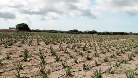Wide-pan-shot-of-rows-of-Aloe-Vera-on-an-aloe-farm-in-Aruba