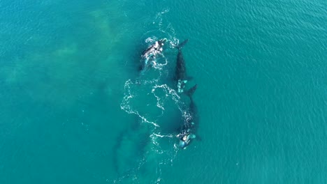 Whales-Mating-Group-One-is-Filtering-Plancton,-Aerial-Shot-Slowmotion