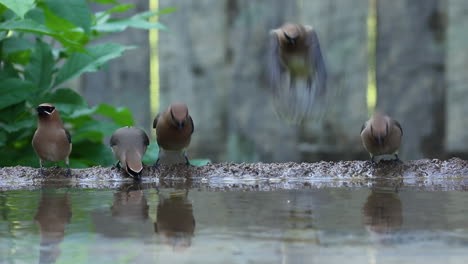Group-of-Bohemian-Waxwing-birds-drinking-and-bathing-in-water-of-small-pond,-low-angle