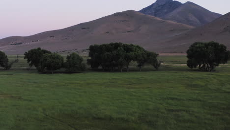 Large-trees-stand-in-middle-of-prairie-with-mountains-in-background-during-dusk,-aerial-pan-left