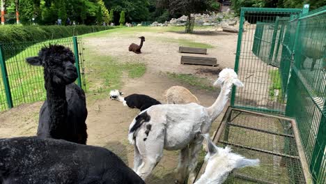 Close-up-shot-of-black,white-and-brown-alpaca-family-living-in-zoo-outdoor-during-daytime