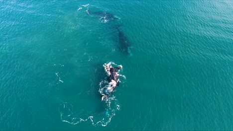 Whales-Reproductive-Group-Breathing-and-Rolling,-aerial-Shot