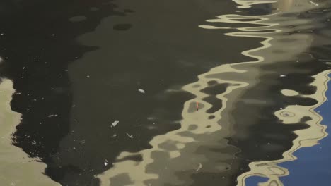 Cebo-Flotando-En-El-Mar-Contaminado