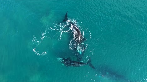 Whales-Copulation-Group-Having-Fun,-Aerial-Shot-Birdeye