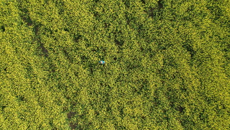 A-Farmer-Checking-The-Crops-In-The-Middle-Of-Vast-And-Abundant-Canola-Field-In-Saskatchewan,-Canada---Drone-Shot