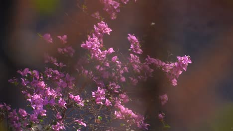 Bougainvillea-Dwarf-Hybrid-Live-Plant-with-many-pink-flowers-on-a-summer-morning,-plant-with-pink-flowers-and-green-leaves-sunkissed,-India
