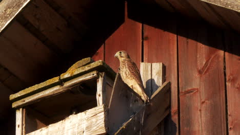 Kestrel-Falcon-on-Top-of-Nest-Box-in-Look-Out-Position-Making-Neck-Movements