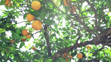 The-Above-View-Of-An-Orange-Tree-With-Full-Of-Orange-Fruits-Ready-For-Harvest-During-Daytime---Close-Up-Shot