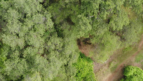 Flying-directly-over-green-canopy-in-American-forest,-aerial-shot