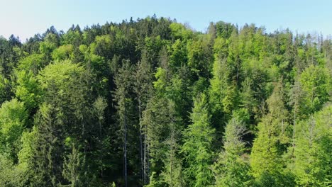 Rising-aerial-footage-showing-thick,-dense-green-trees-on-mountain,-on-bright-sunny-day