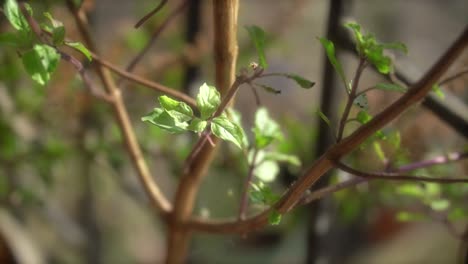 Closeup-of-Holy-and-Medicinal-Plant-Tulsi-with-brown-stems,-Sacred-Holy-basil-plant-in-the-morning,-India