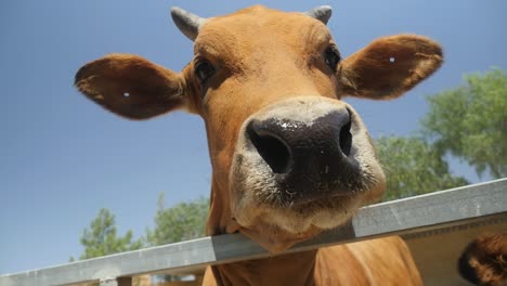 Slow-Motion-Close-Up-Of-Beautiful-Brown-Cow-Curious-Of-The-Camera