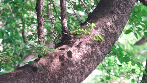 Käfer-Krabbeln-Auf-Einem-Baumzweig-Mit-Grünem-Laub-Und-Sonnenlicht-In-Tokio,-Japan