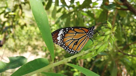 Monarch-butterfly-in-its-natural-habitat-during-spring-in-India---white,-orange,-brown---black-patterned---two-butterflies-slow-motion