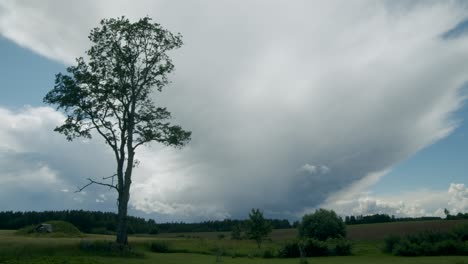Fluffy-storm-rain-clouds-cumulonimbus-stratocumulus-time-lapse-with-tree-in-foreground