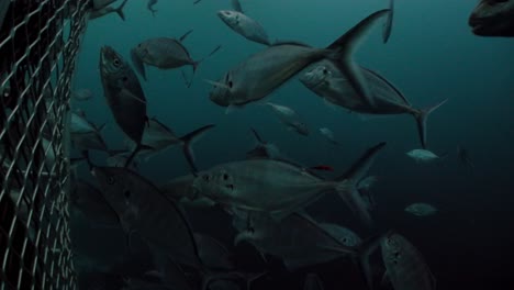 Gran-Tiburón-Blanco-Carcharodon-Carcharias-Islas-Neptuno-Sur-De-Australia-4k-Cámara-Lenta-50fps
