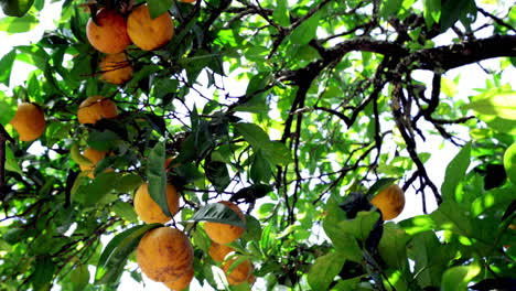 Bündel-Von-Orangenfrüchten,-Die-An-Dem-üppigen-Baum-In-Portugal-Hängen---Umlaufender-Schuss-Aus-Niedrigem-Winkel