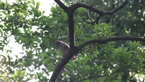 Un-Pájaro-Estornino-Gris-Posado-En-La-Rama-De-Un-árbol-En-Tokio,-Japón