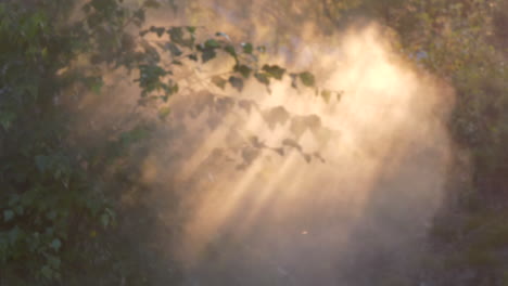 Nebelwolke-Geht-Mit-Sonnenstrahlen-Durch-Waldblätter