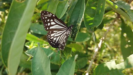Monarchfalter-In-Seinem-Natürlichen-Lebensraum-Im-Frühling-In-Indien---Weiß,-Orange,-Braun---Schwarz-Gemustert---Zeitlupe-Mit-Zwei-Schmetterlingen